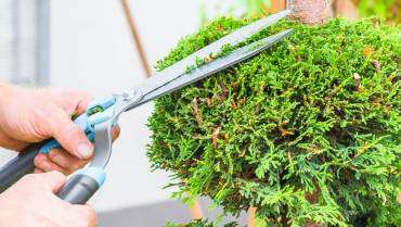 Preparation of Landscaping Plans and Layouts